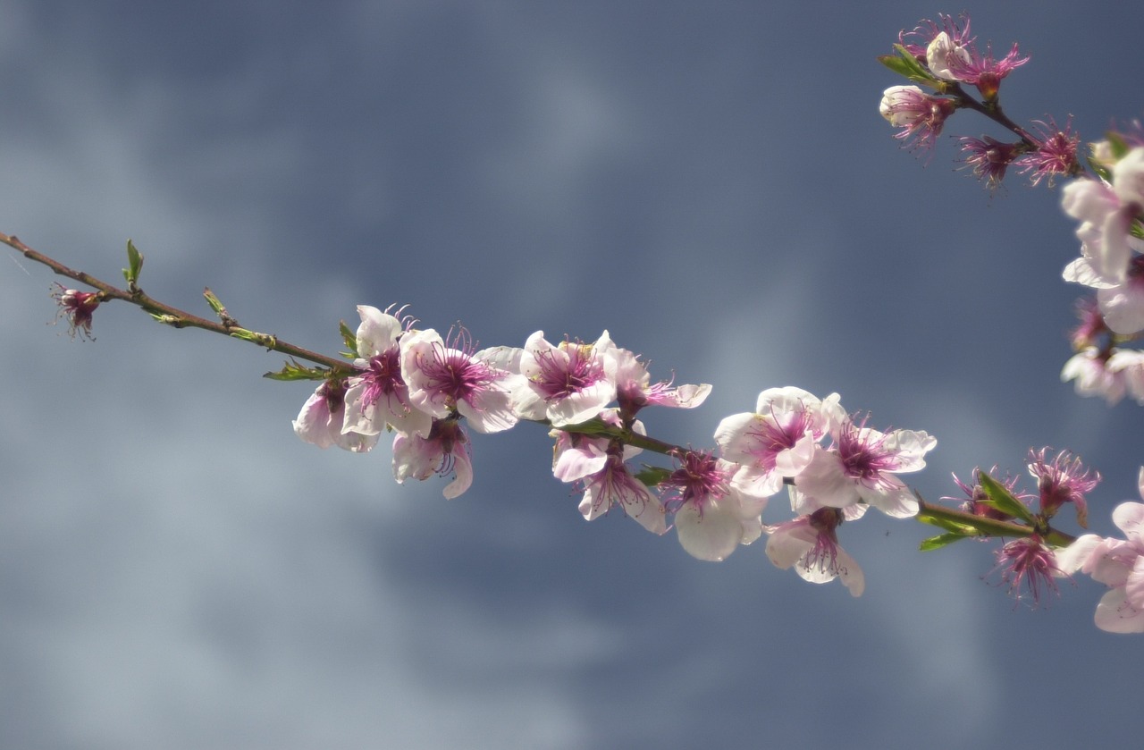 blossom tree spring free photo