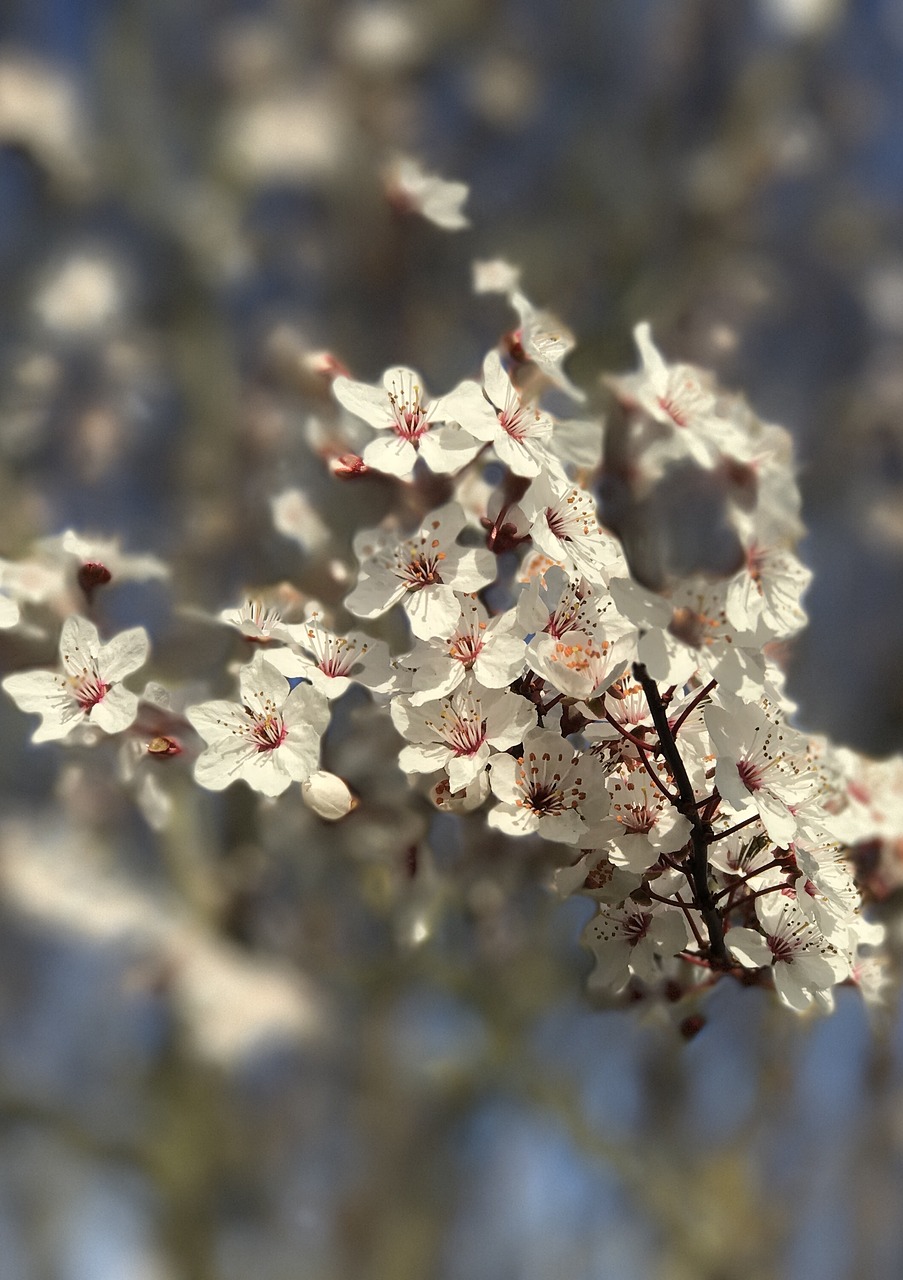 blossom spring nature free photo