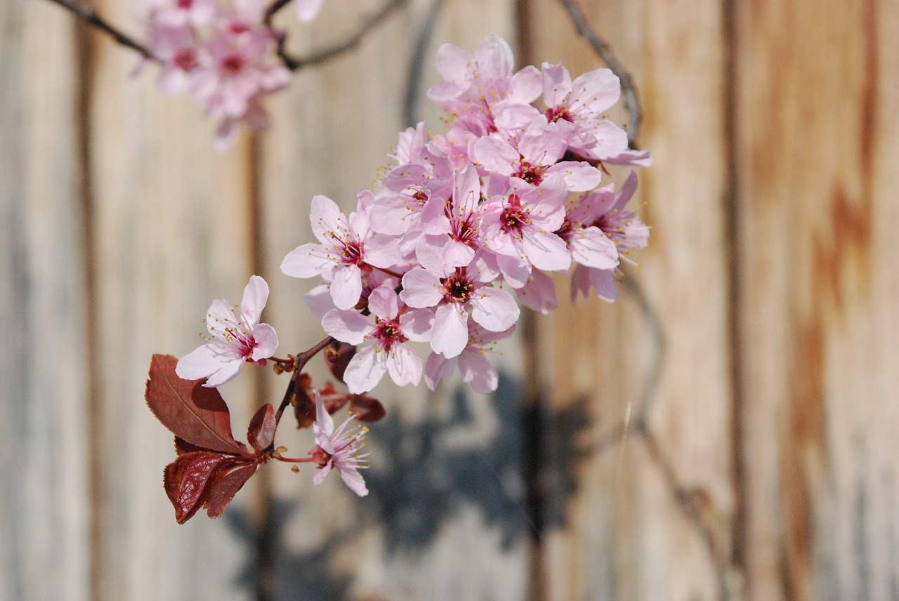 blossom bloom branch free photo