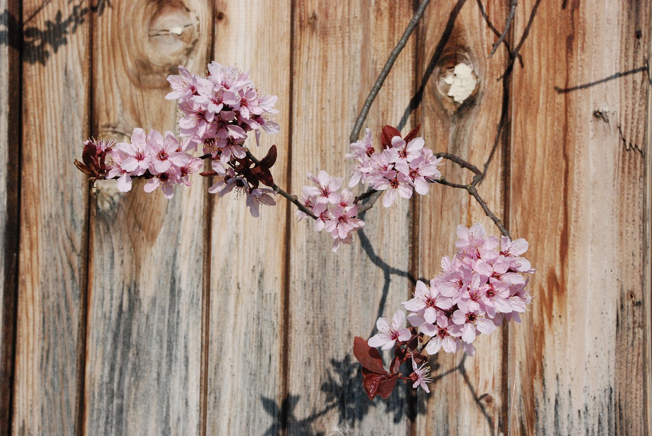 blossom bloom branch free photo