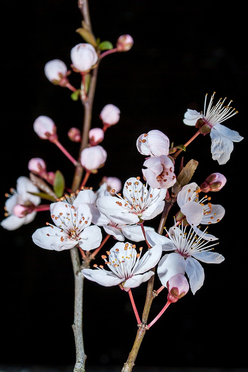 blossom spring nature free photo