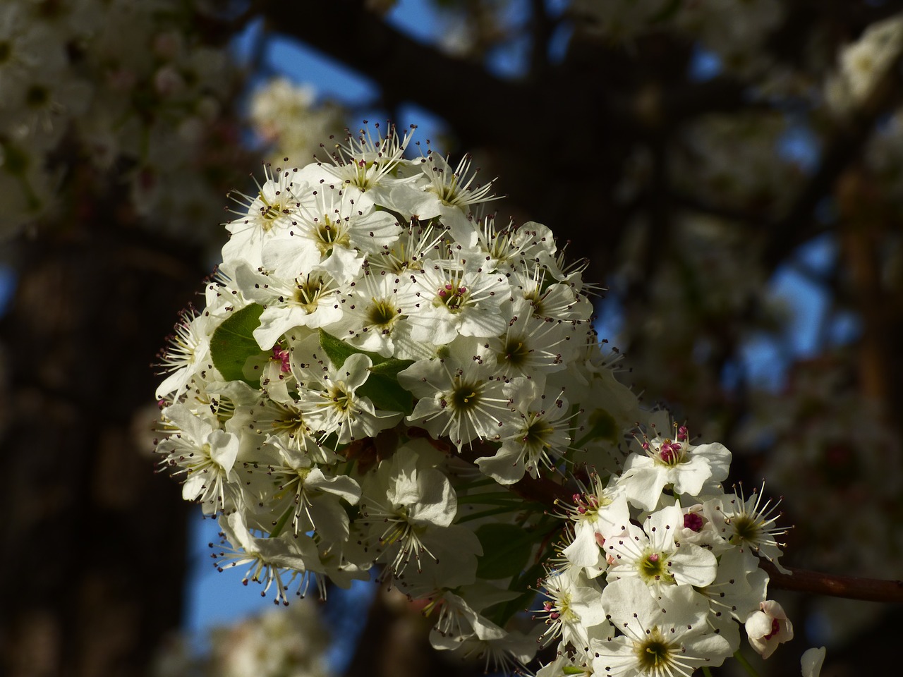 blossom flower spring free photo