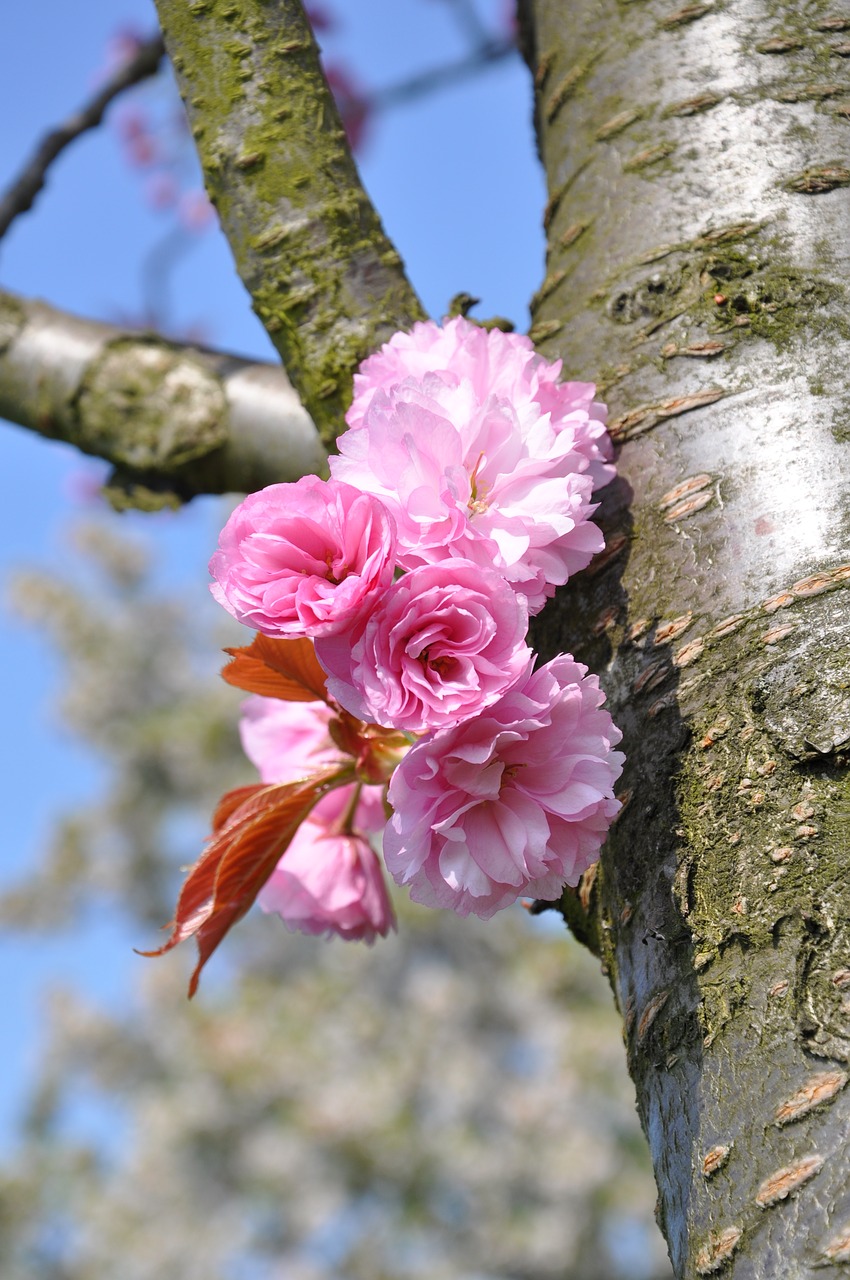 blossom tribe pink free photo