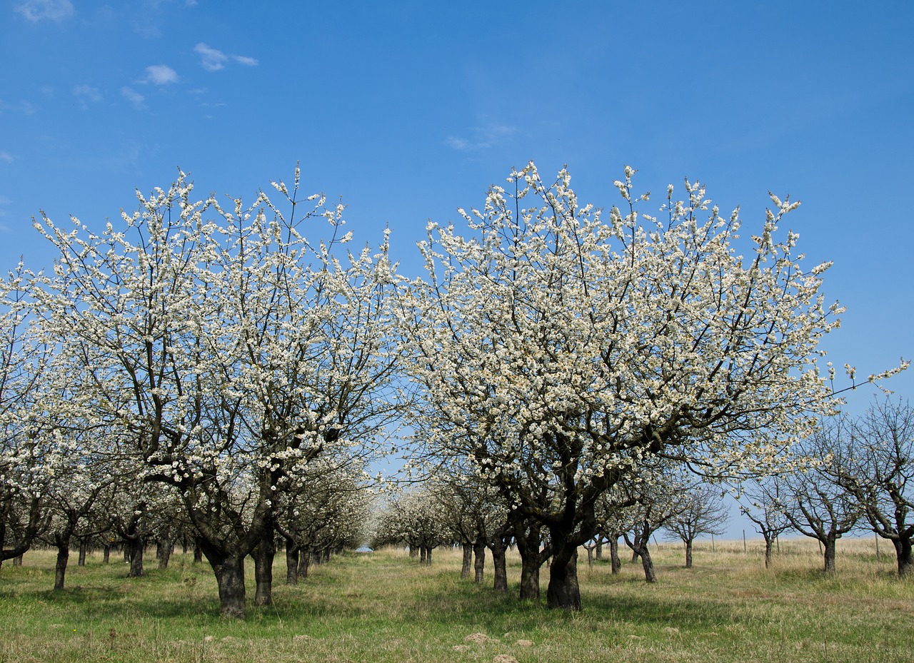 blossom cherry cherry blossom free photo