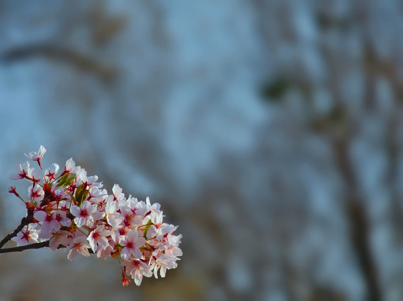 blossom cherry tree cherry free photo