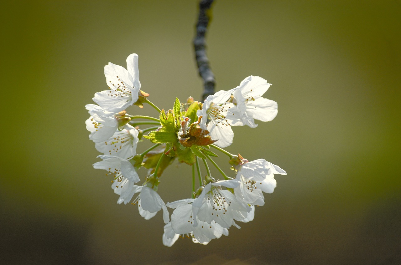 blossom bloom spring free photo