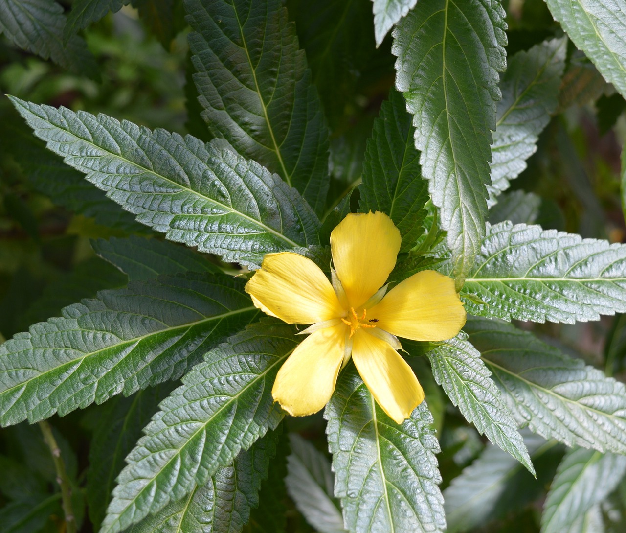 blossom bloom yellow free photo