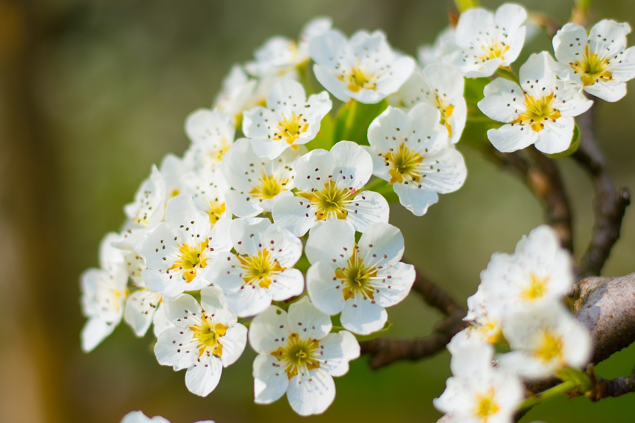 blossom blossom bloom free photo