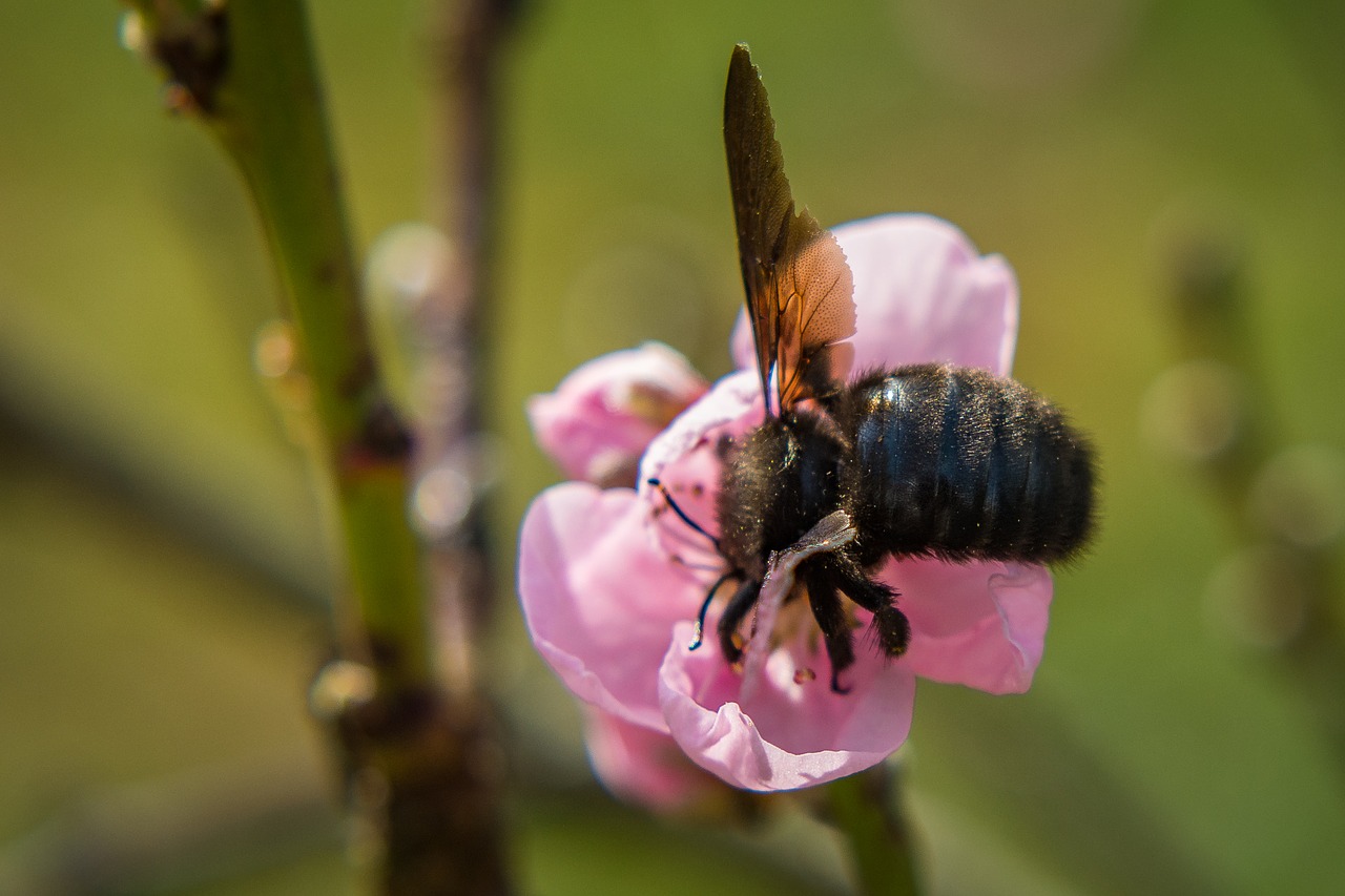 blossom bloom carpenter bee free photo