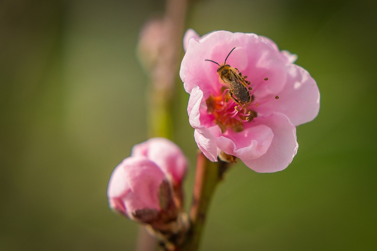 blossom bloom bee free photo