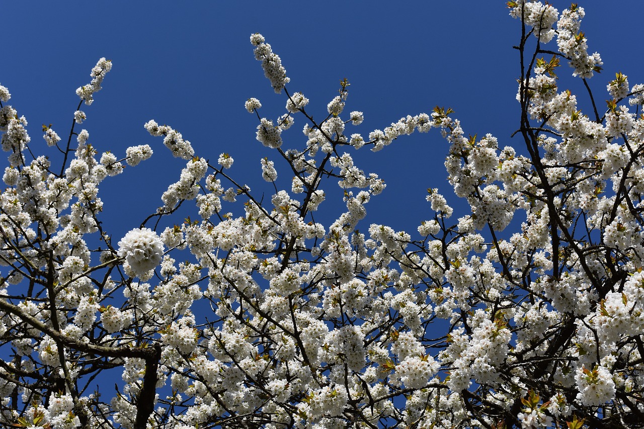 blossom spring flowers free photo