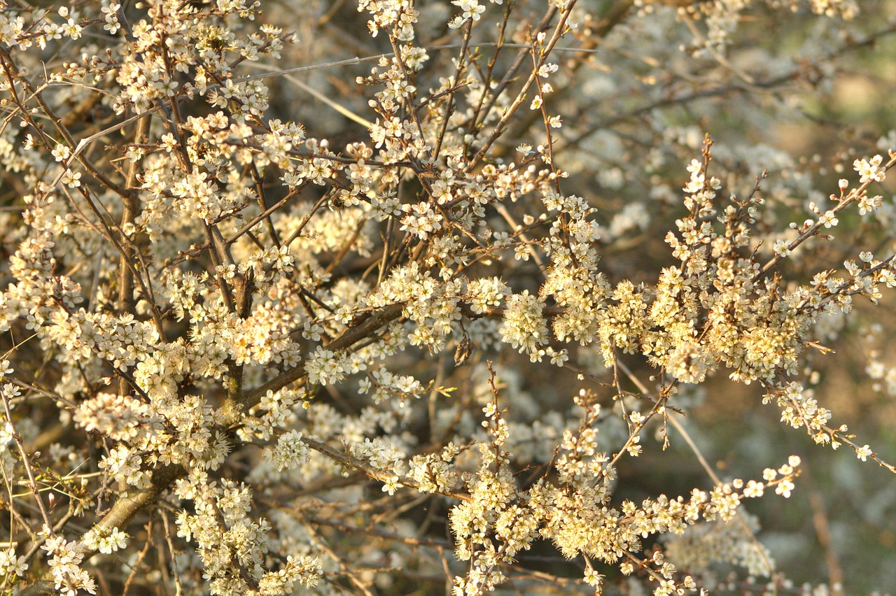 blossom bloom bush free photo