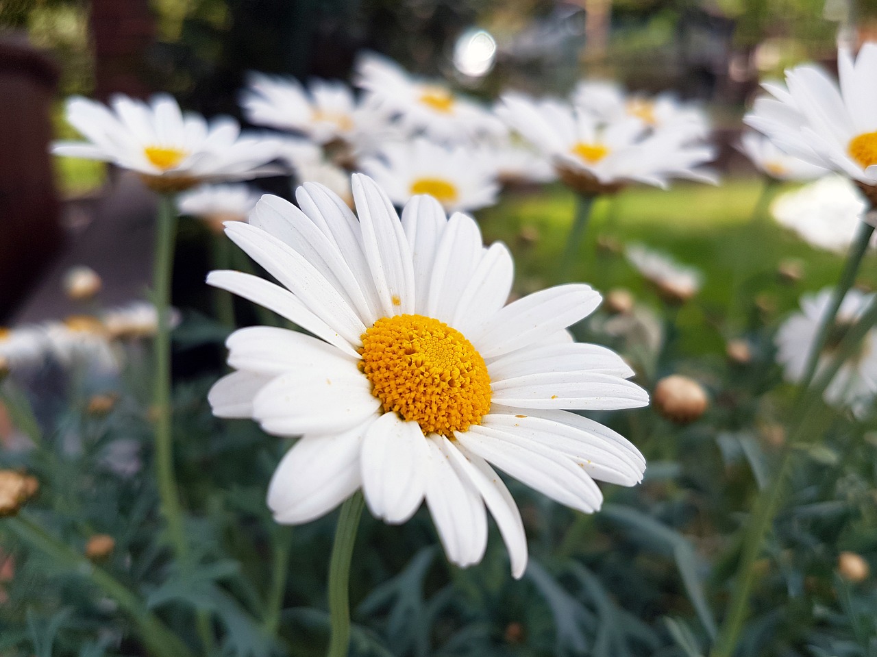 blossom flower floral free photo