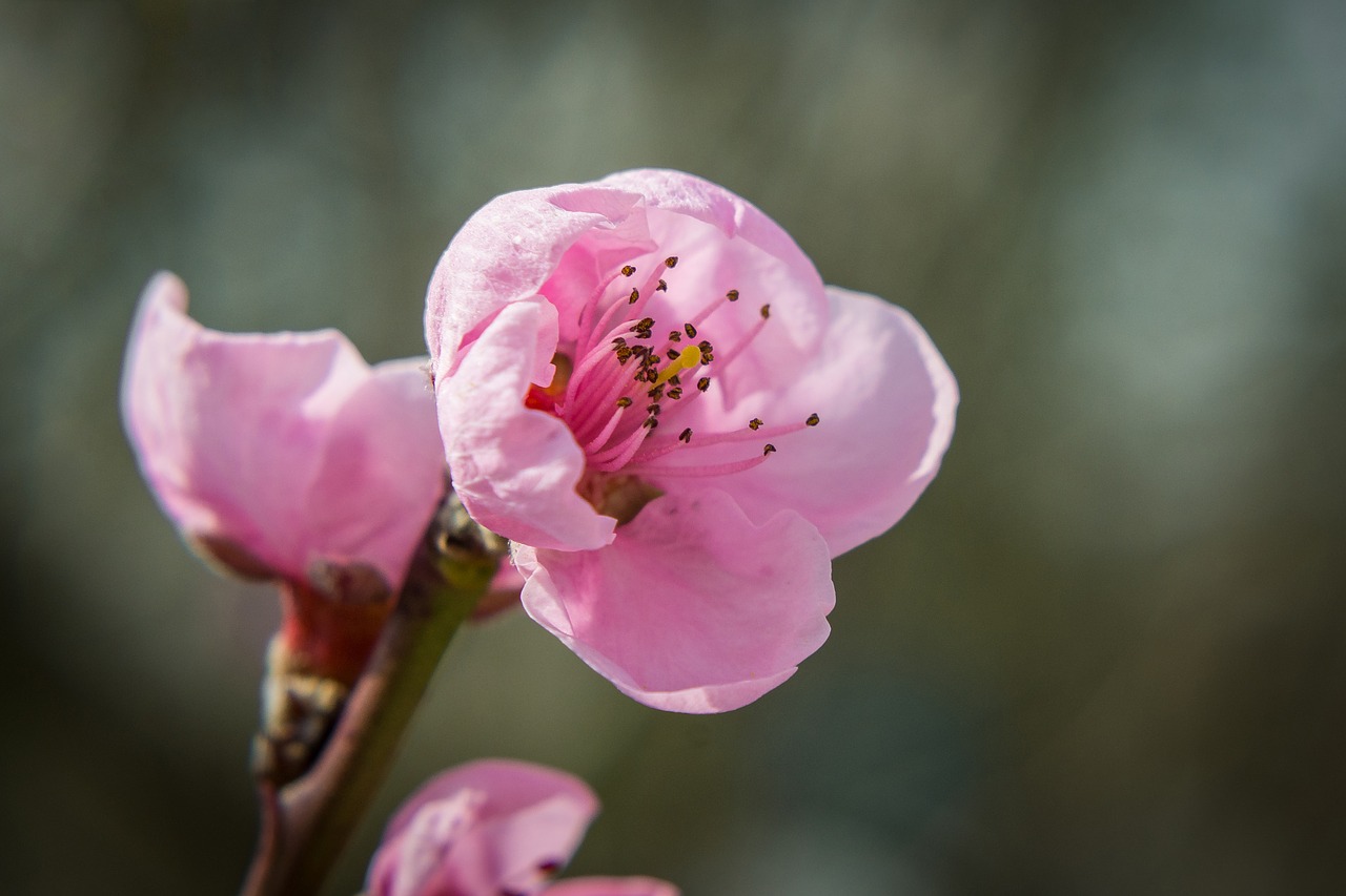 blossom bloom spring free photo