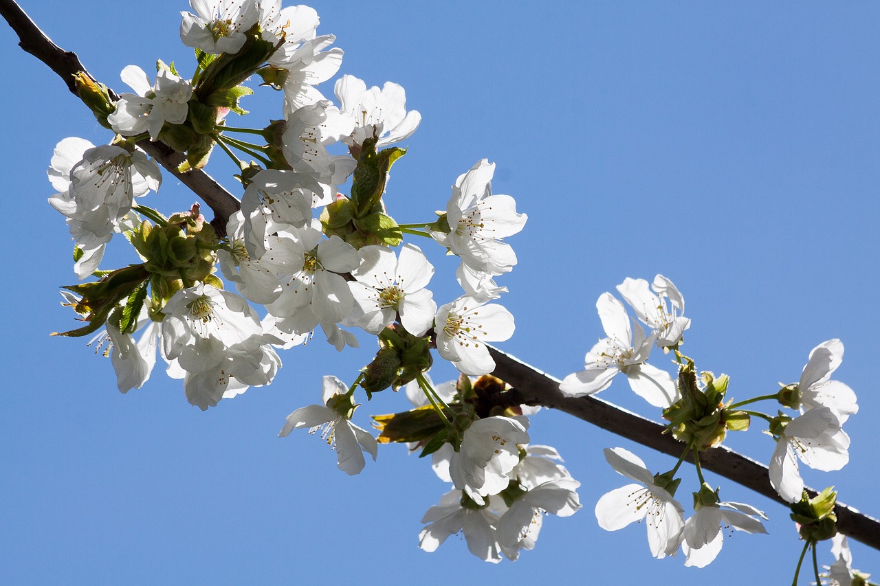 blossom bloom apricot free photo