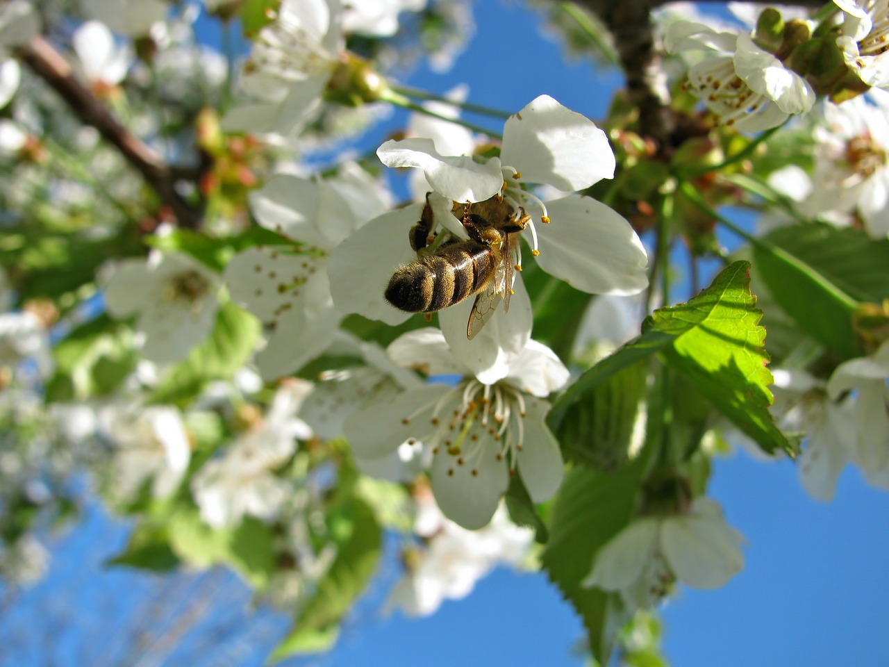 blossom blossoms cherry free photo