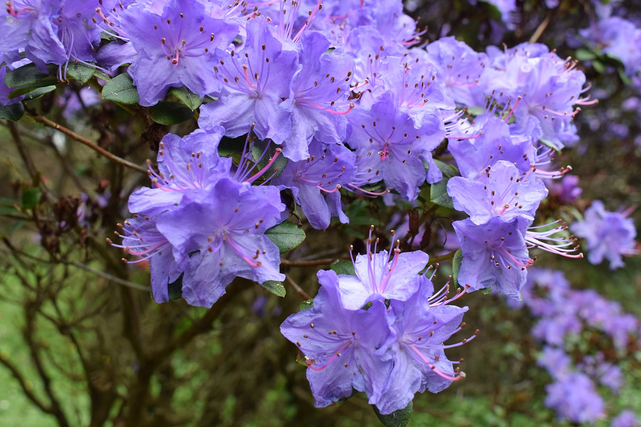 blossom bloom flower free photo