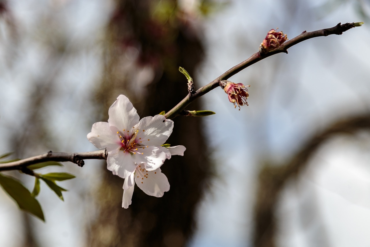 blossom bloom mallorca free photo