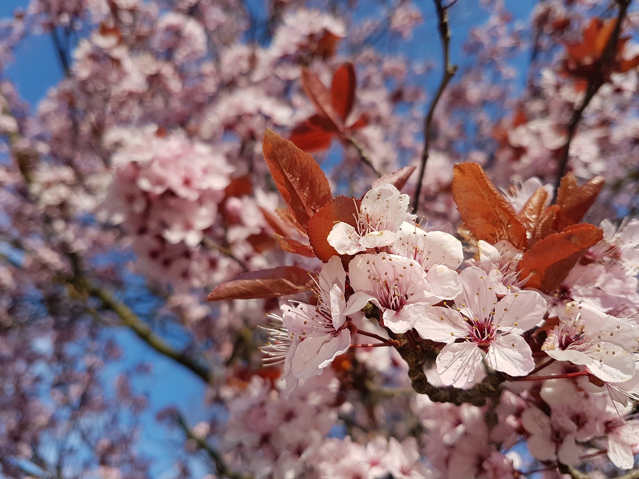 blossom pink spring free photo