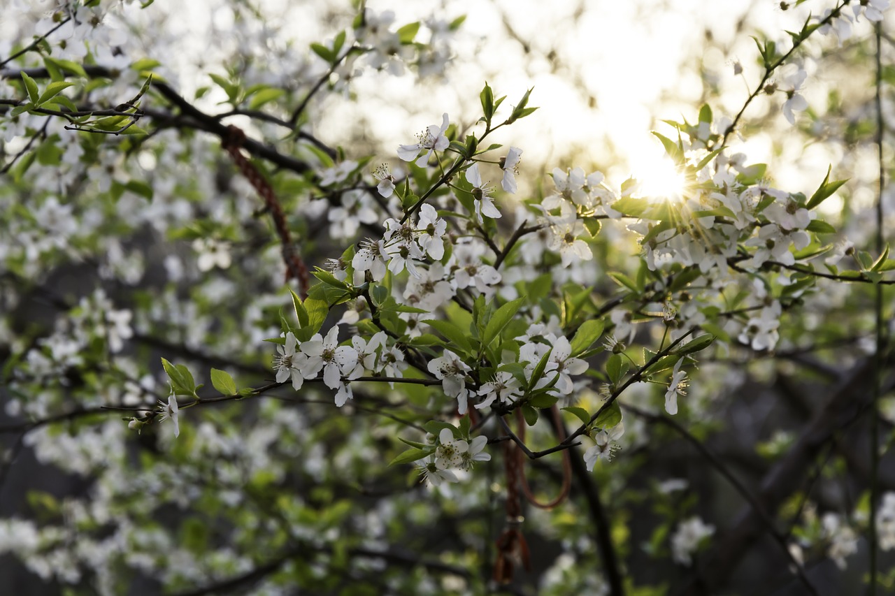 blossom tree primorsko free photo