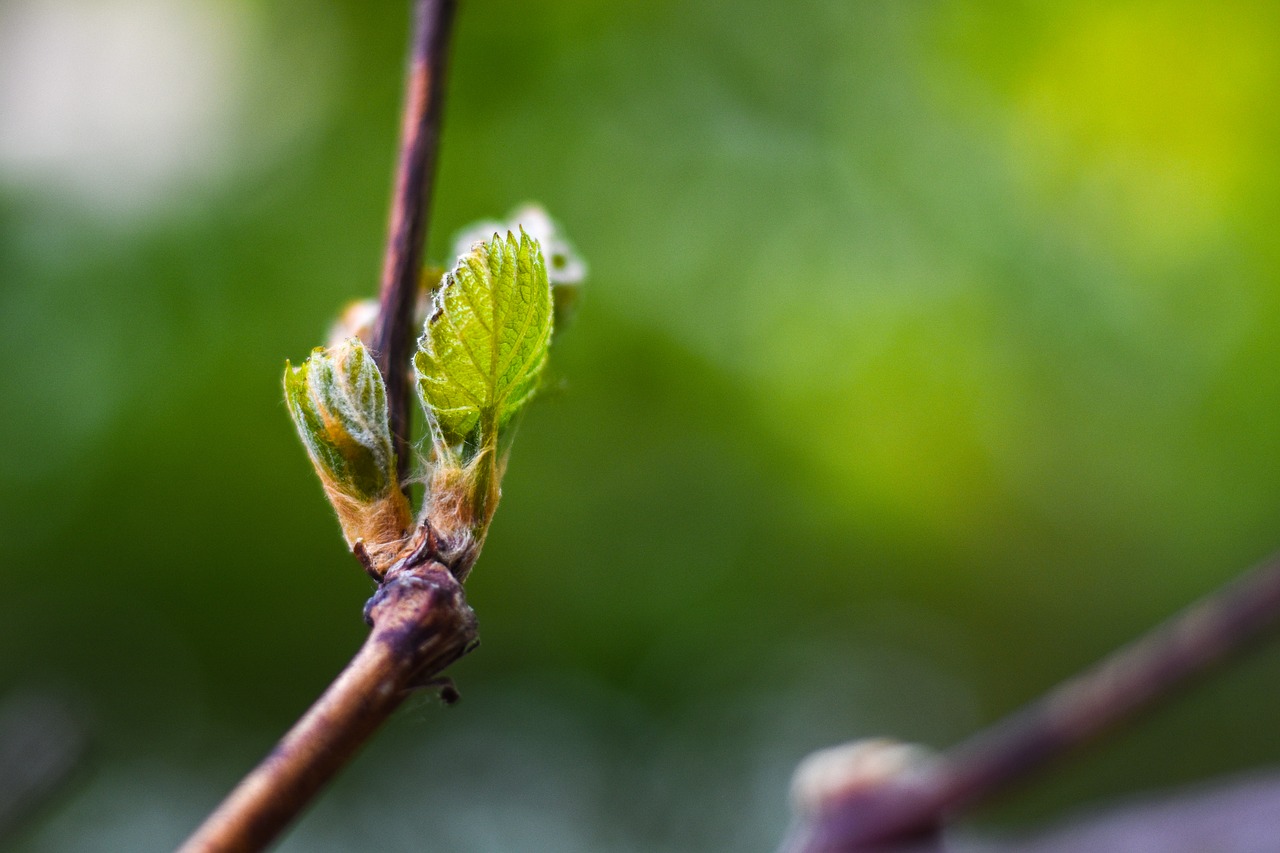 blossom bloom tree free photo