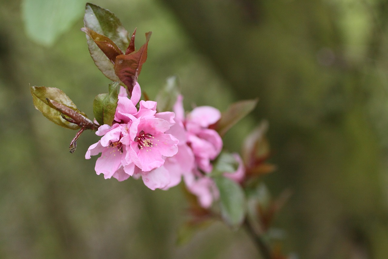 blossom bloom pink free photo