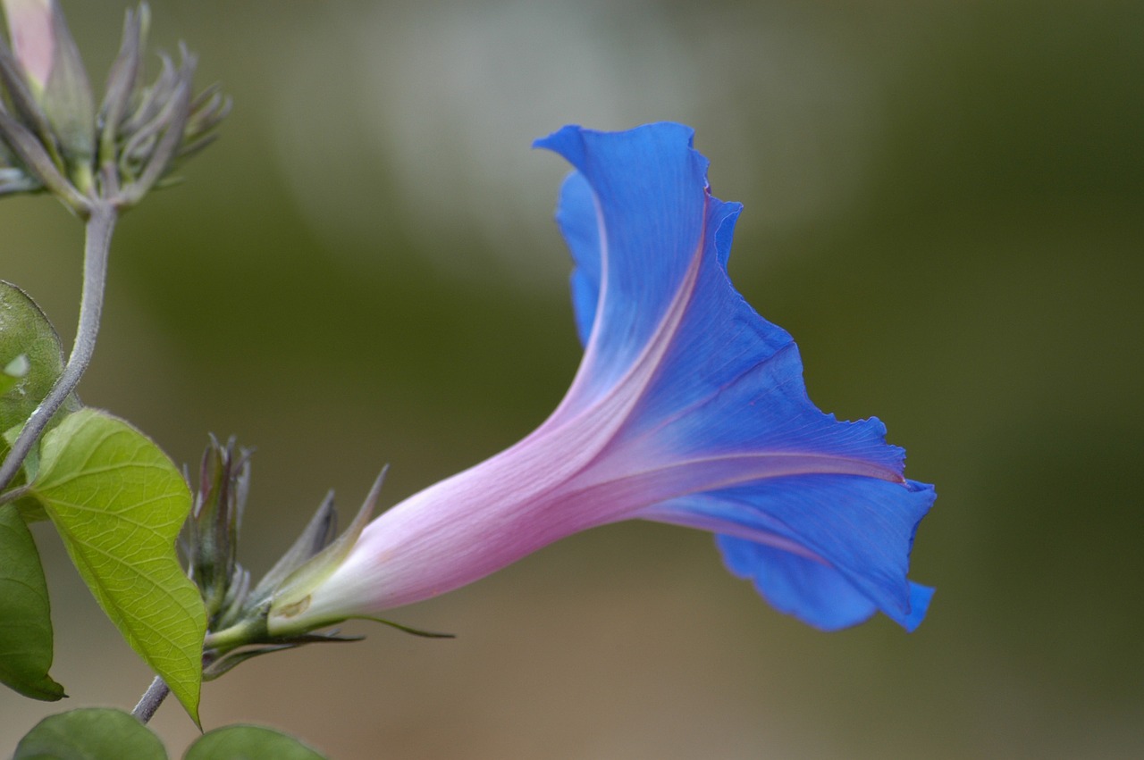 blossom bloom blue free photo