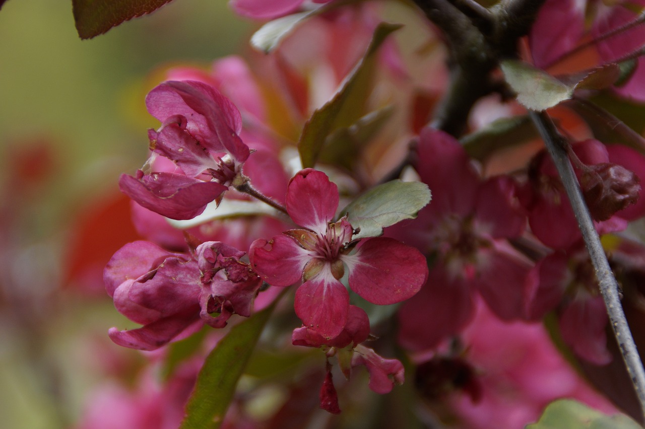 blossom bloom ornamental shrub free photo