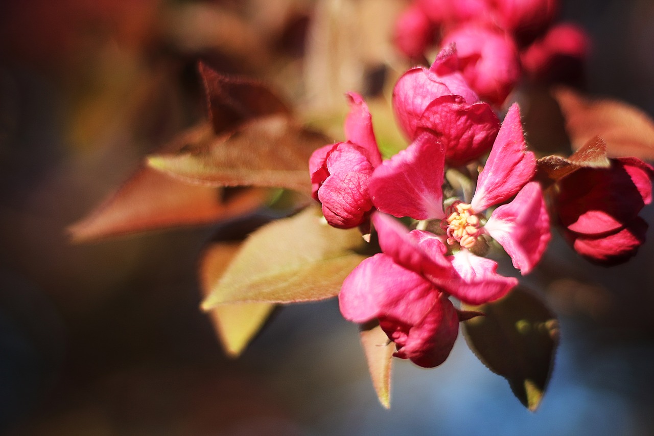 blossom cherry spring free photo