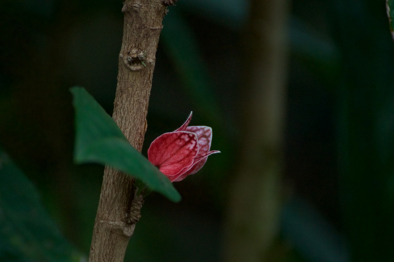 blossom flower close free photo