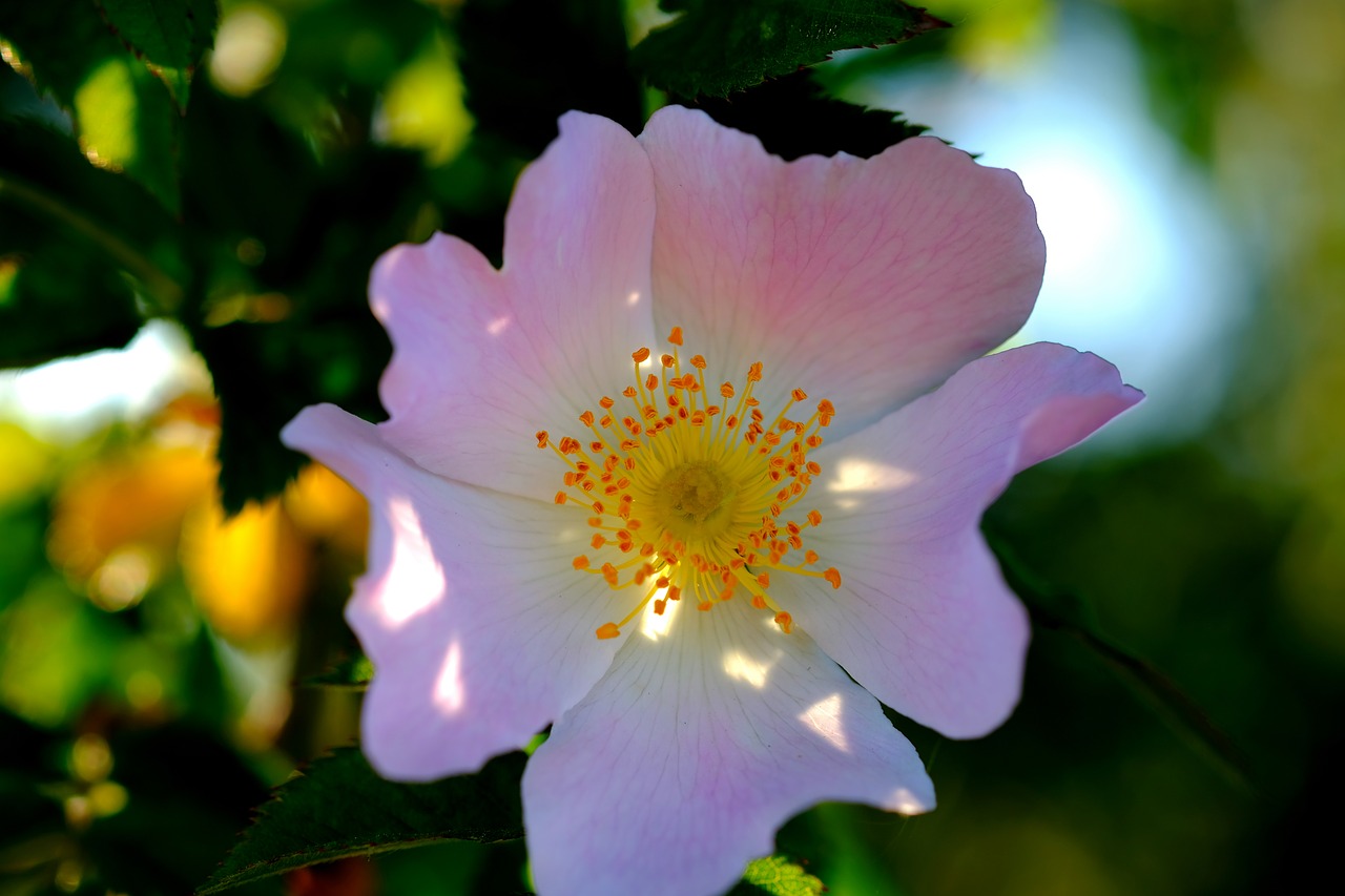 blossom bloom bush free photo