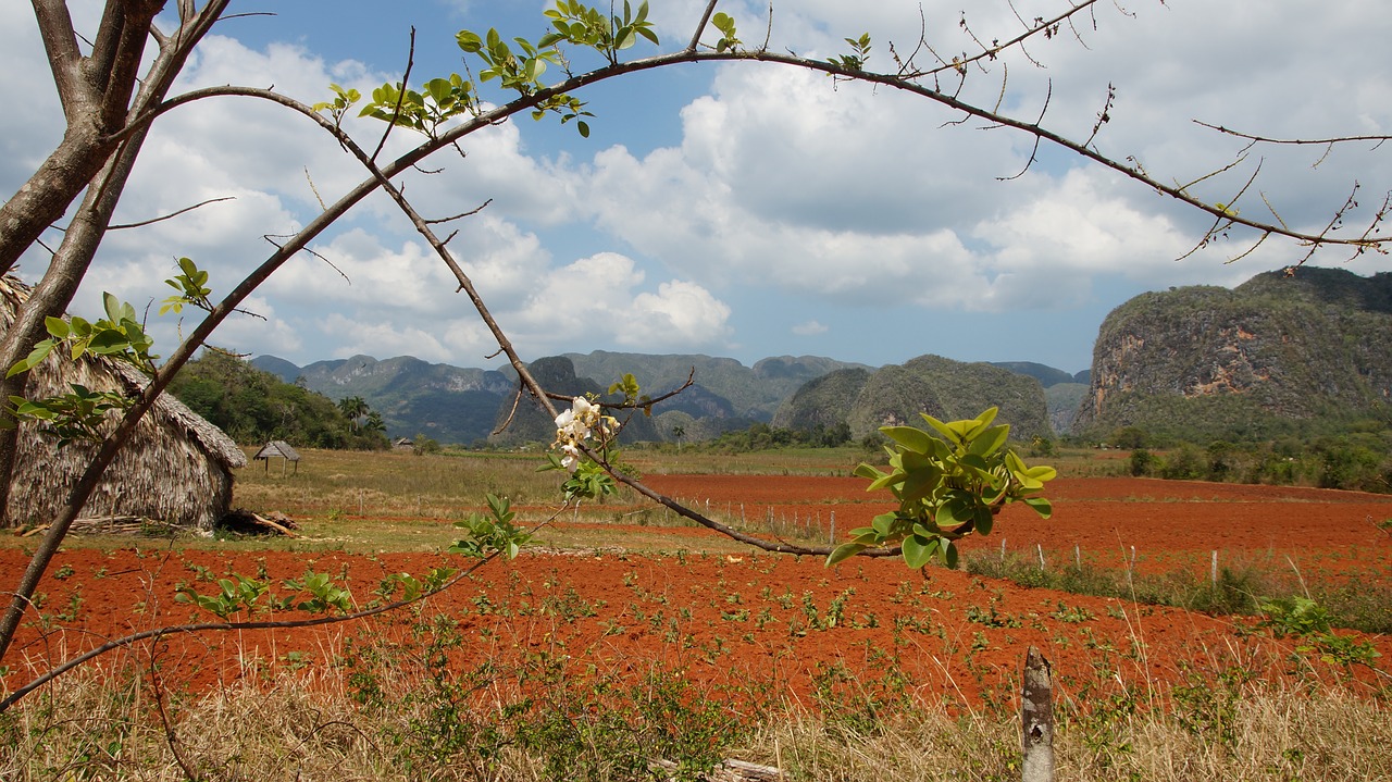 blossom bloom landscape free photo