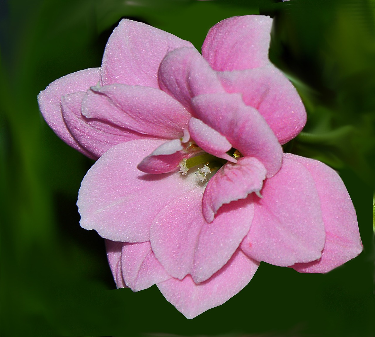 blossom bloom pink free photo