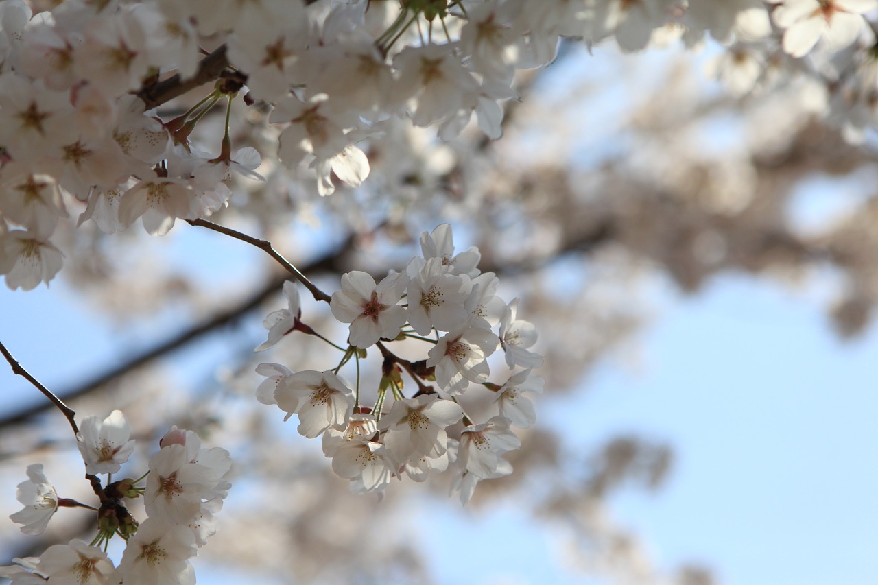 blossom jinhae korea free photo