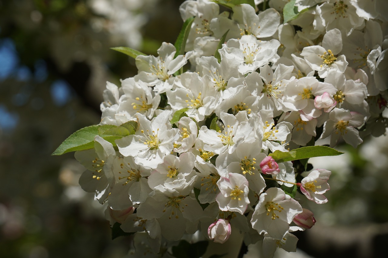 blossom white spring free photo