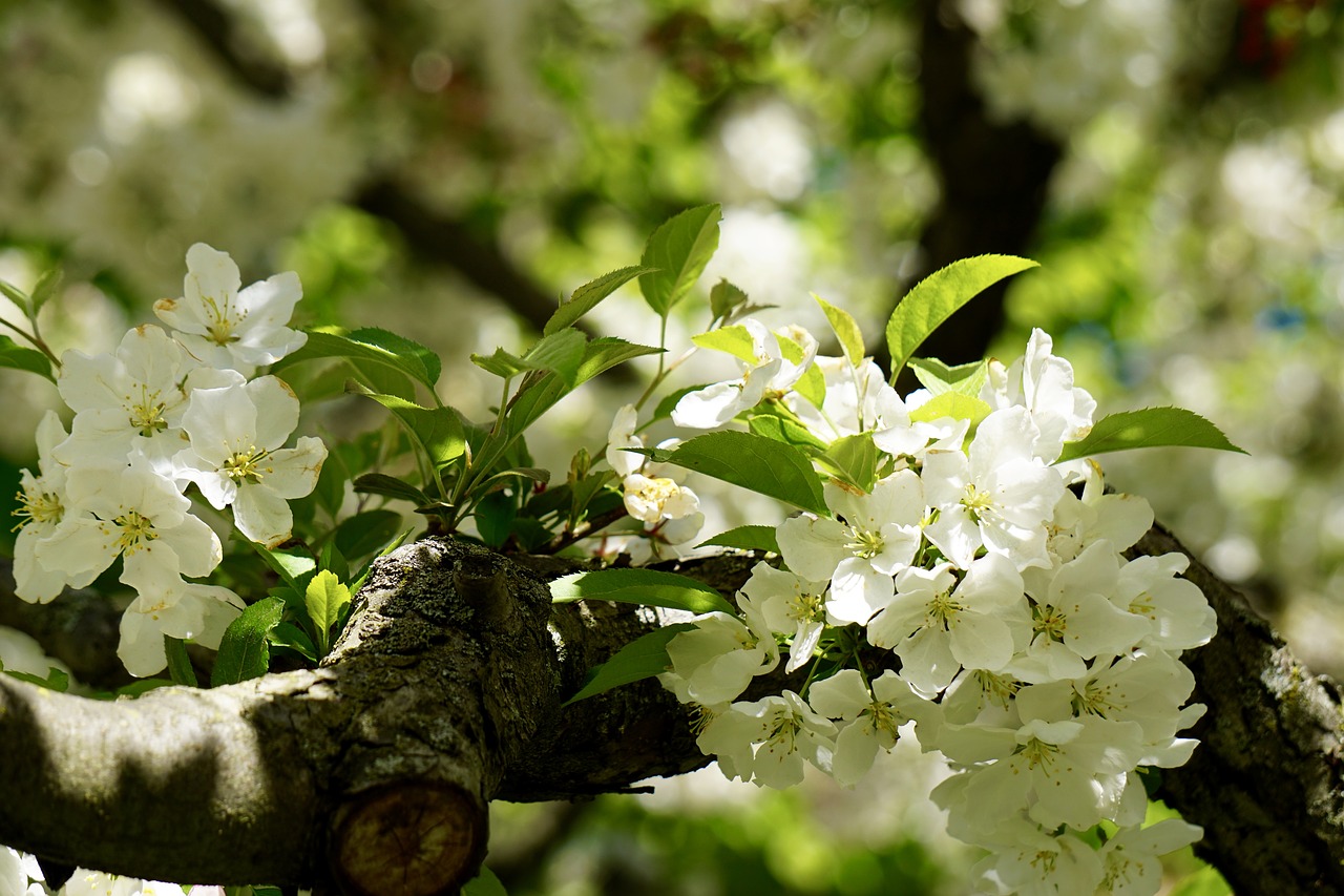 blossom tree white free photo