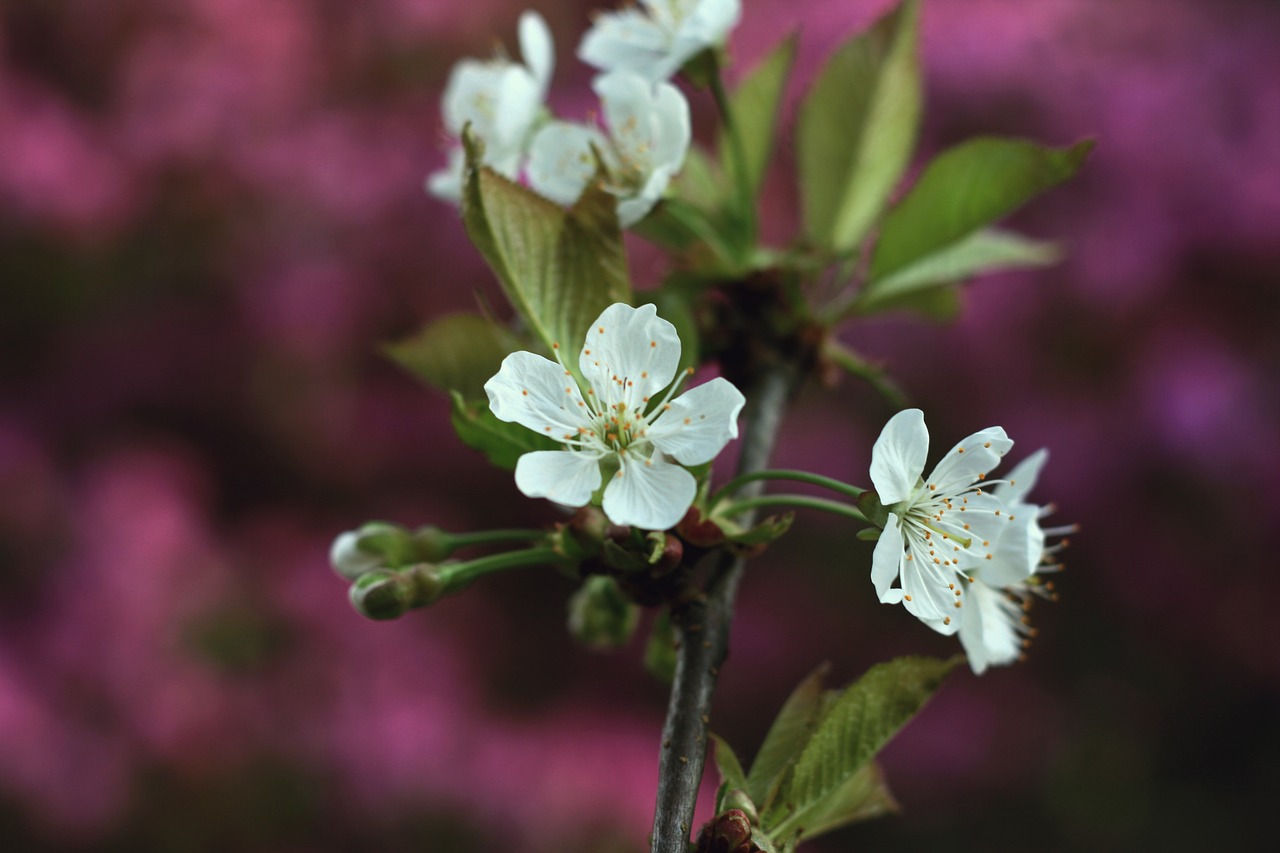 blossom flower garden free photo