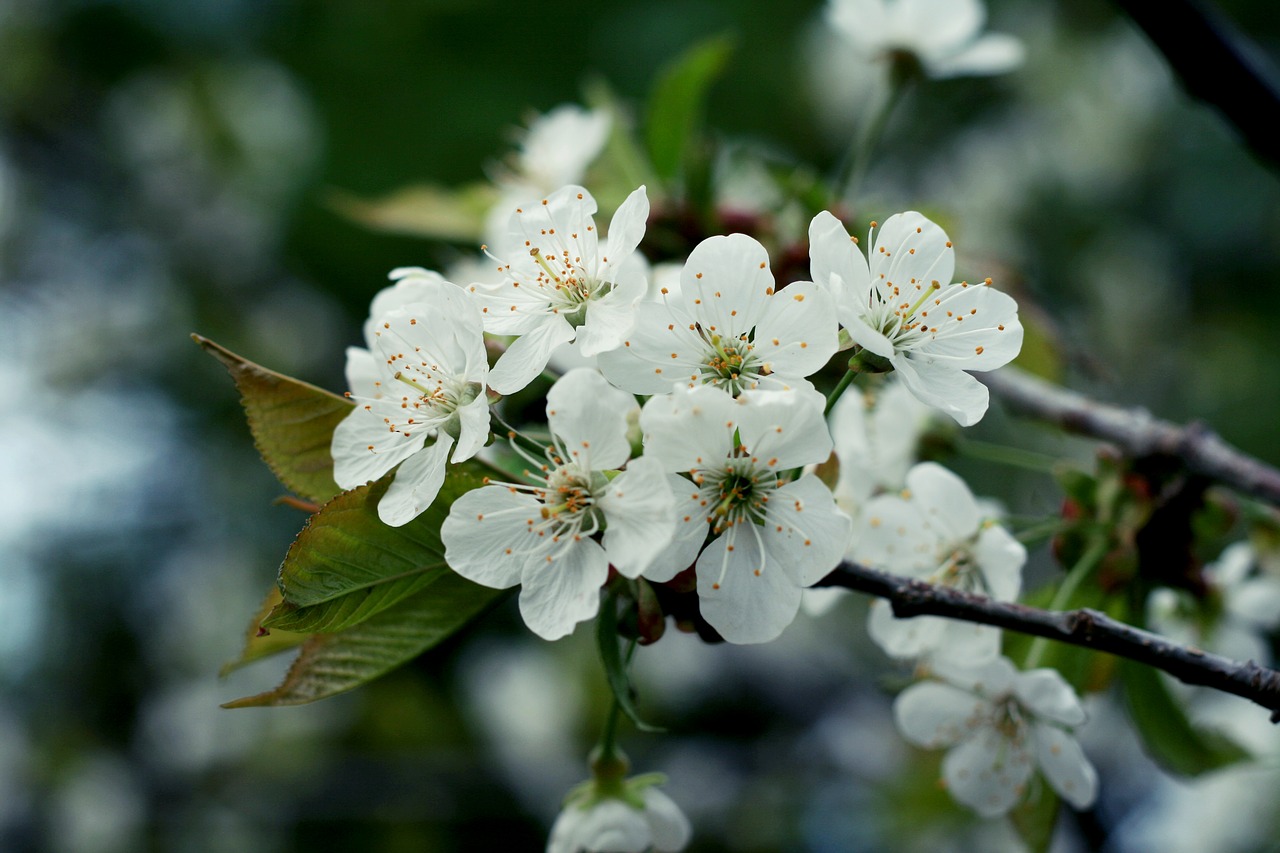 blossom flower garden free photo