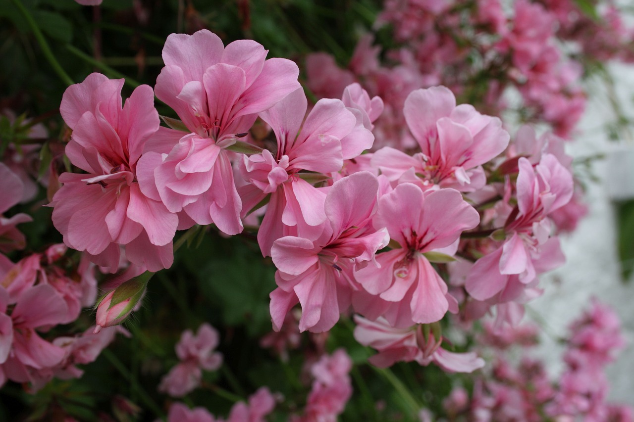 blossom bloom ireland free photo