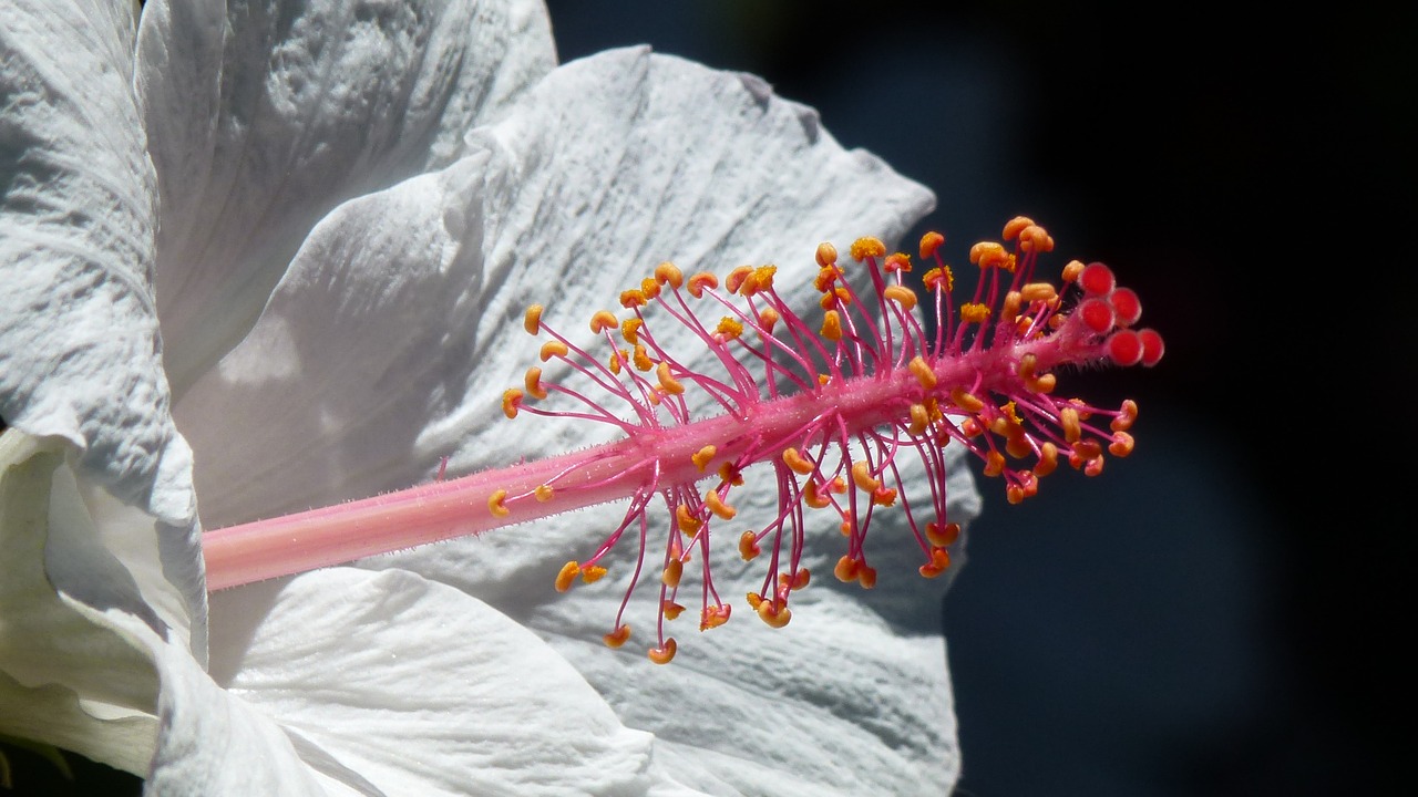 blossom bloom pollen free photo