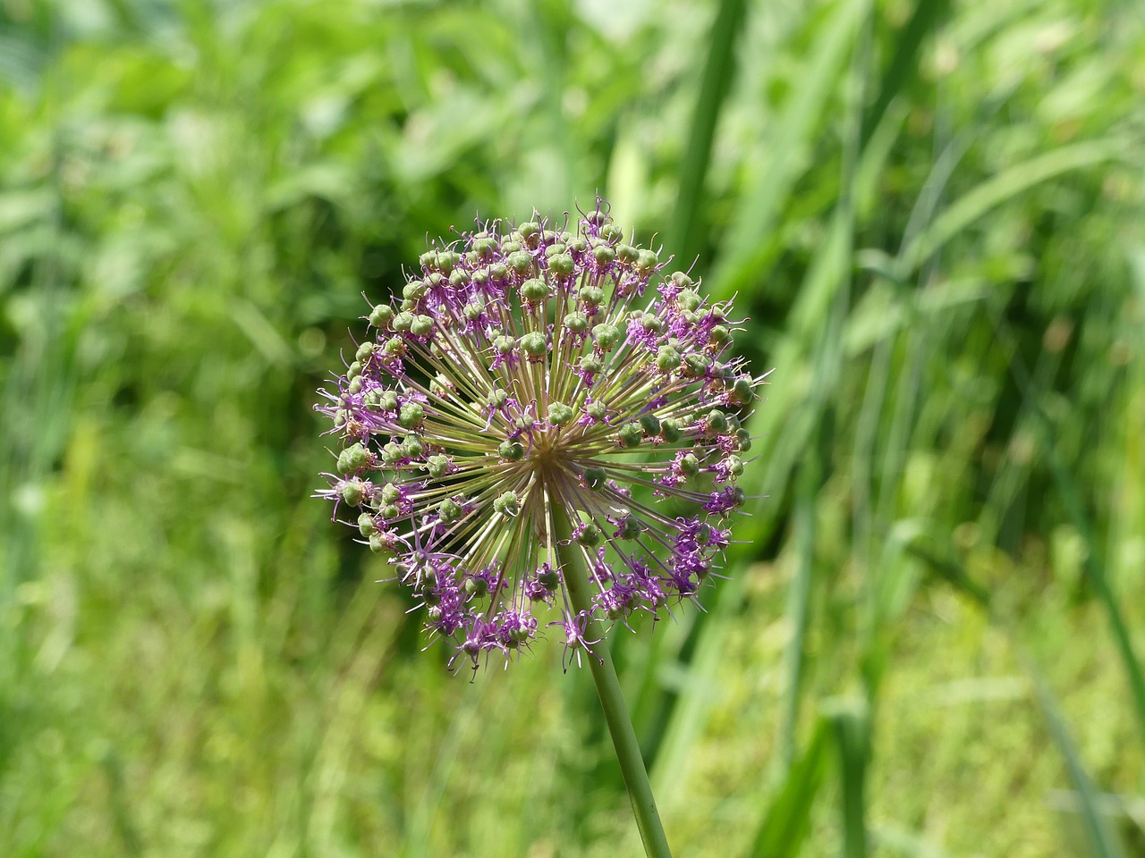 blossom bloom violet free photo