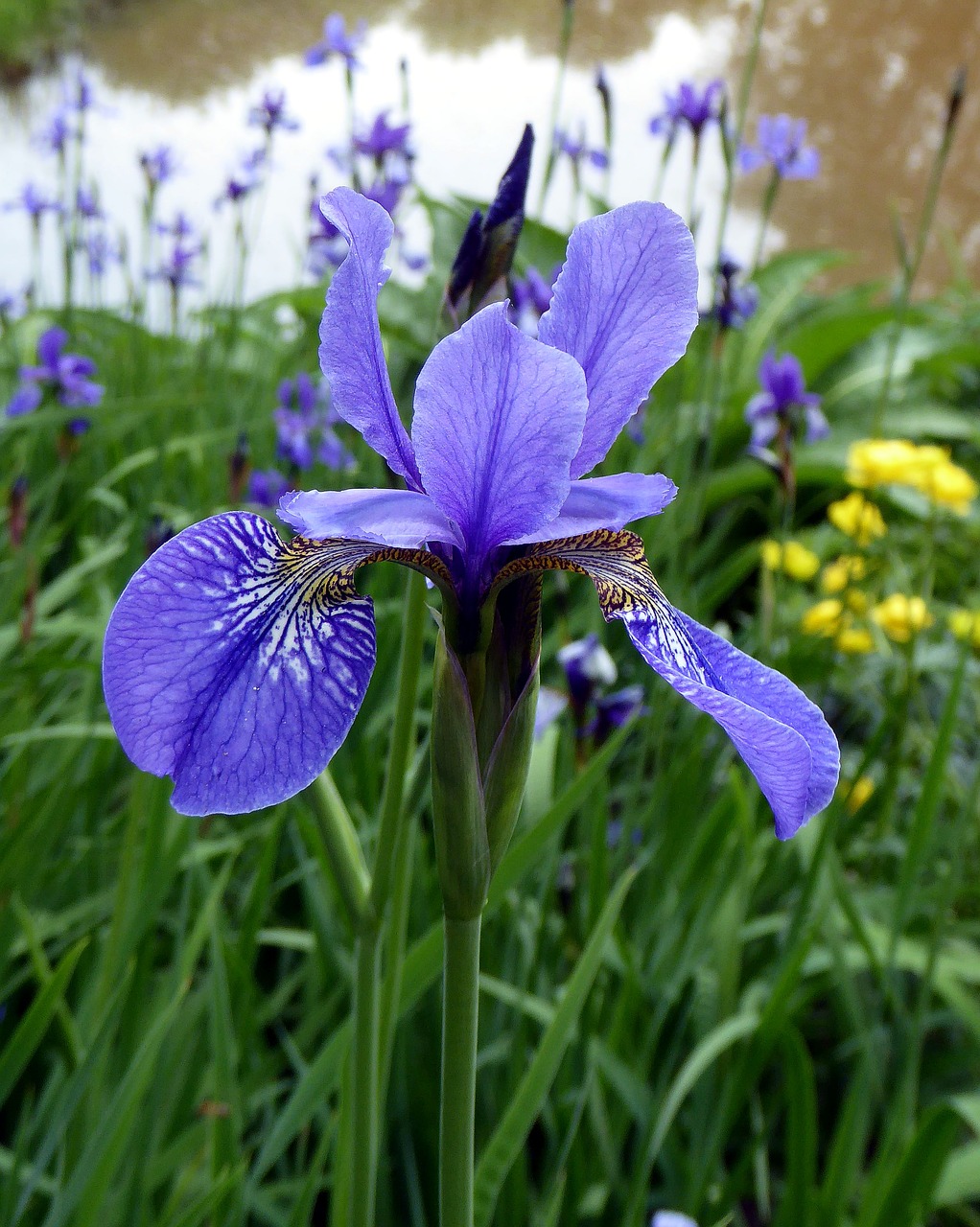 blossom bloom iris free photo