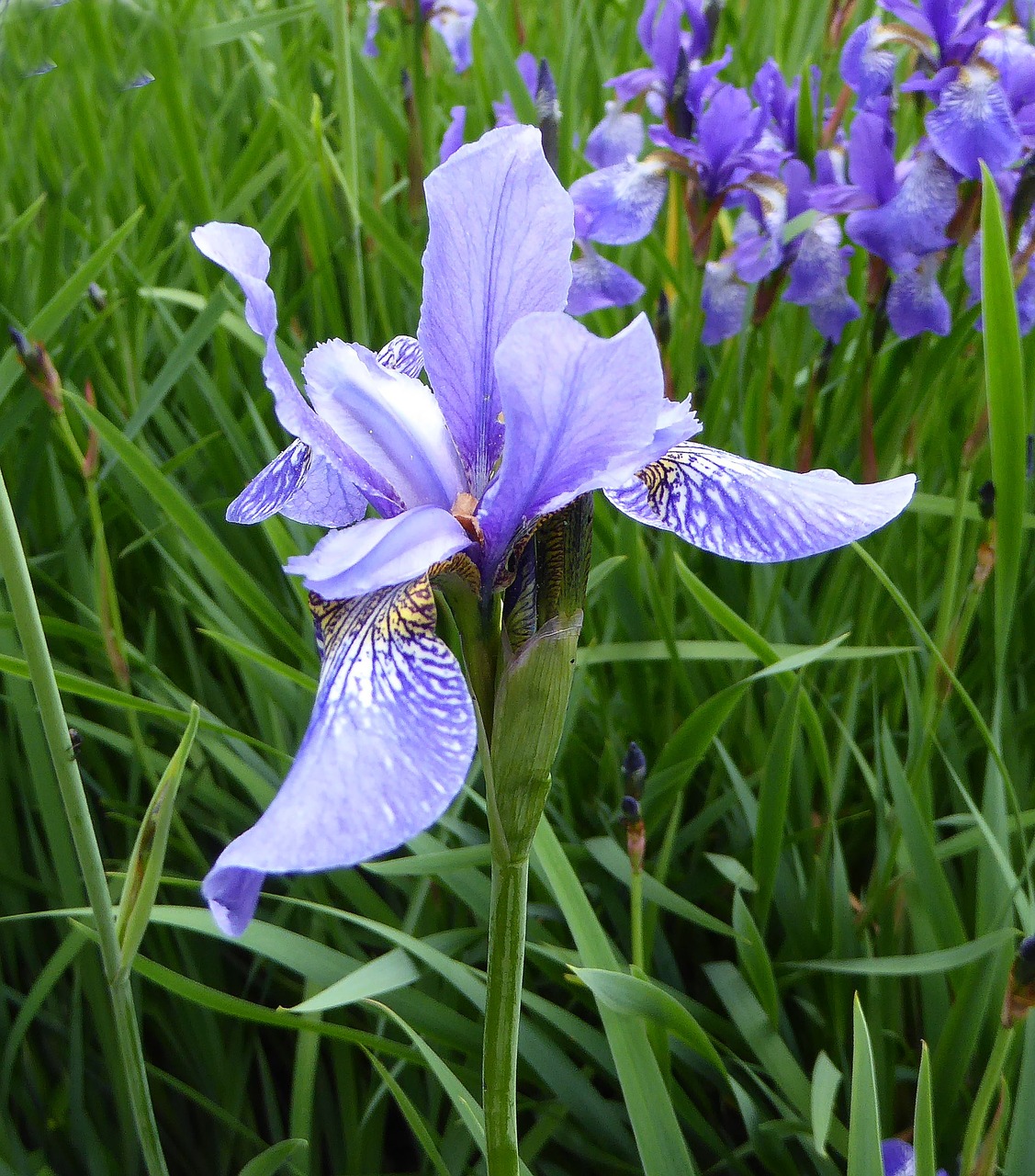 blossom bloom iris free photo