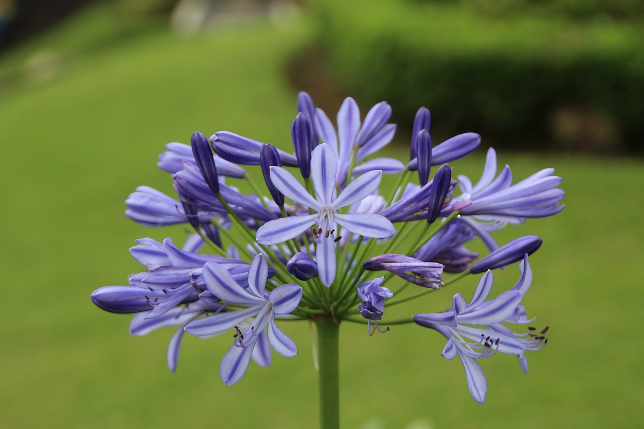 blossom bloom purple free photo