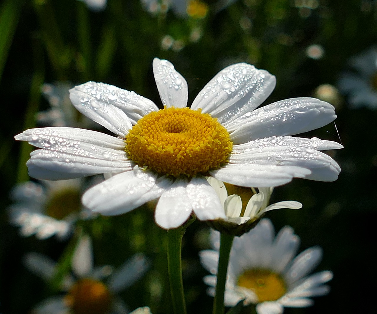 blossom bloom flower free photo