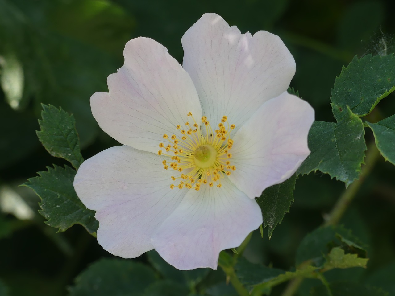 blossom bloom white free photo