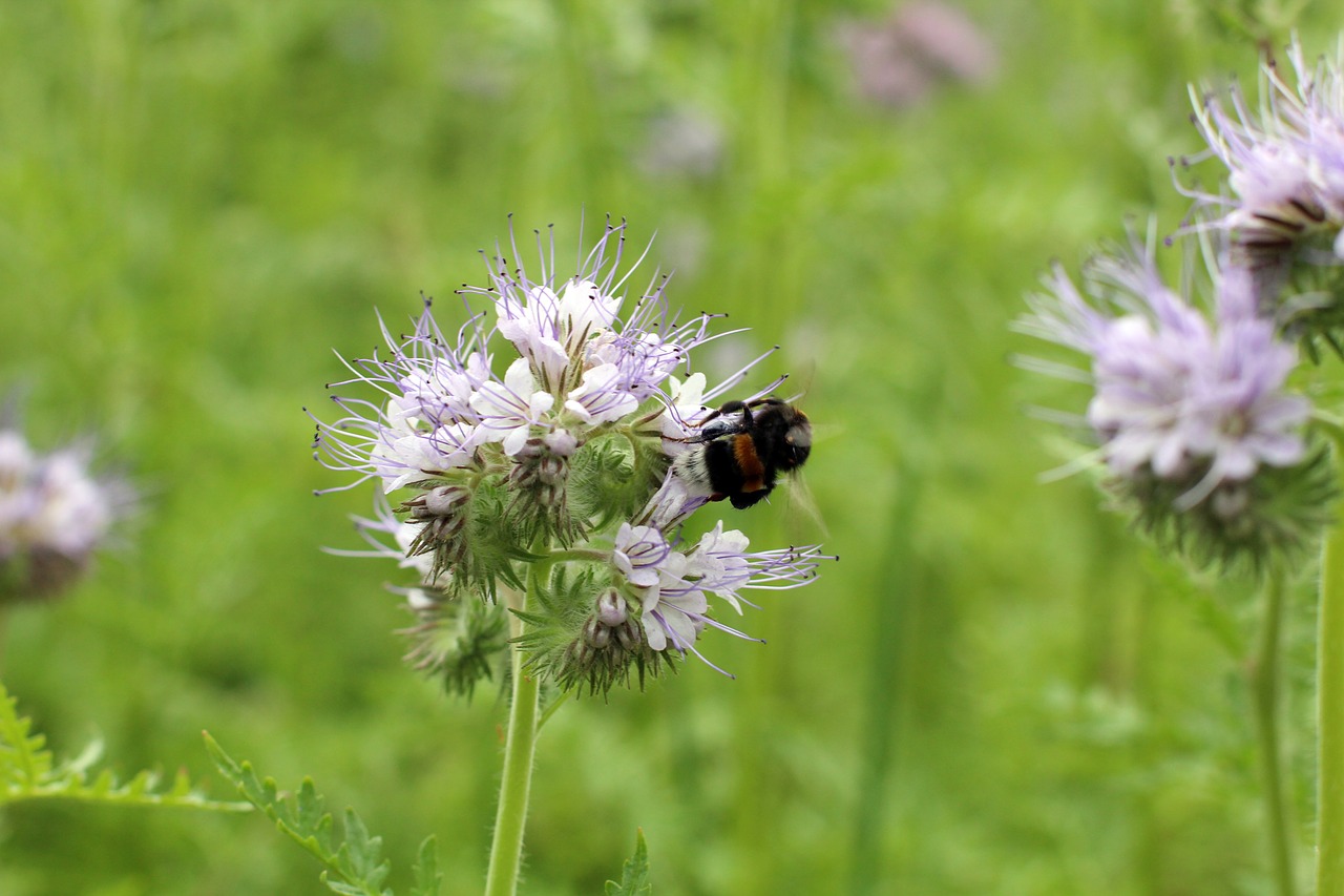 blossom bloom hummel free photo