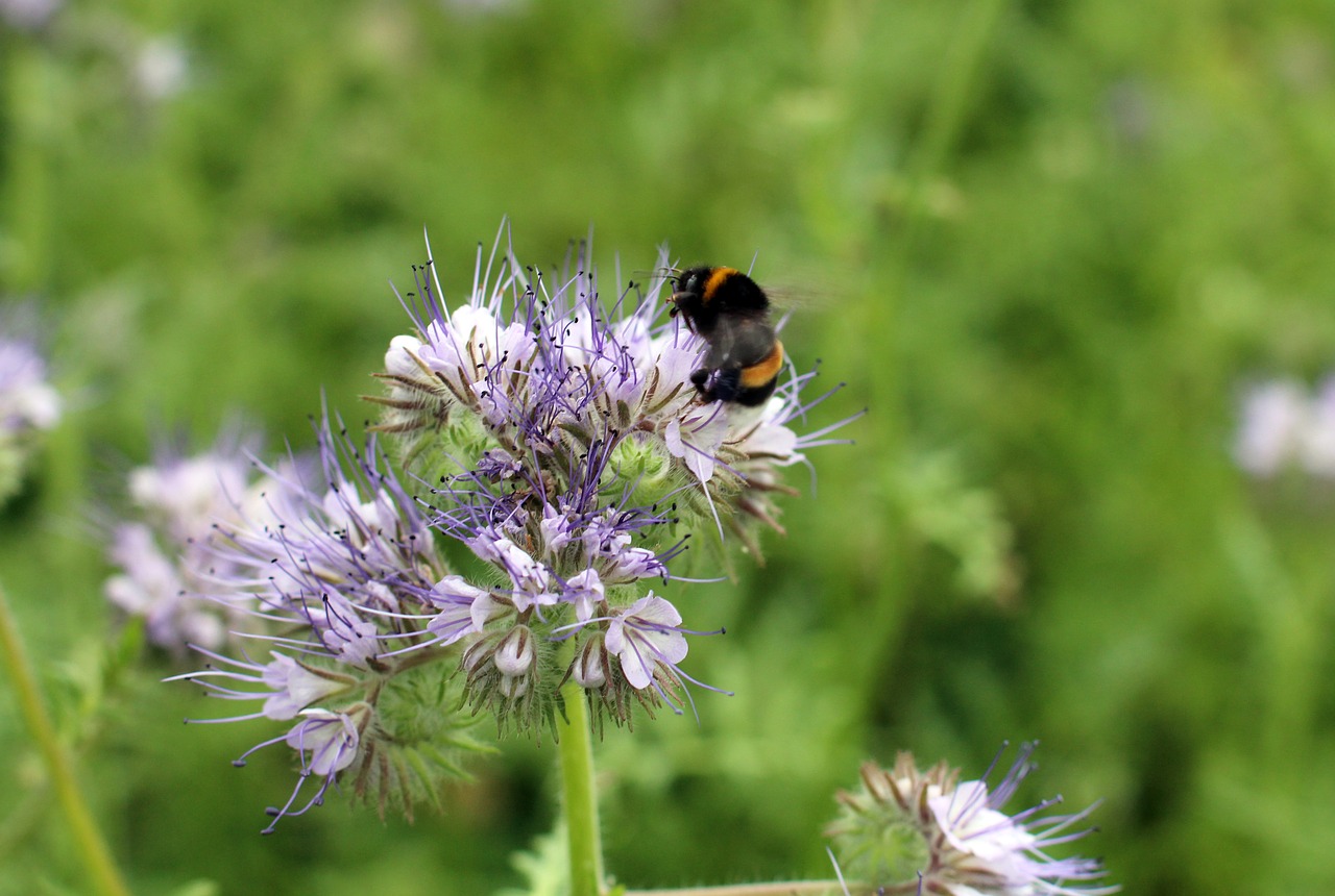 blossom bloom hummel free photo