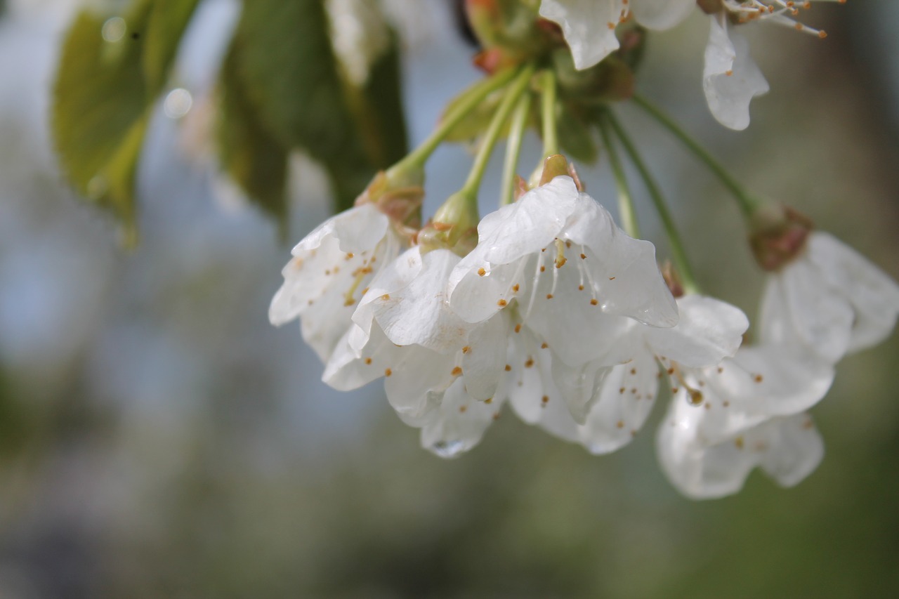 blossom bloom white free photo