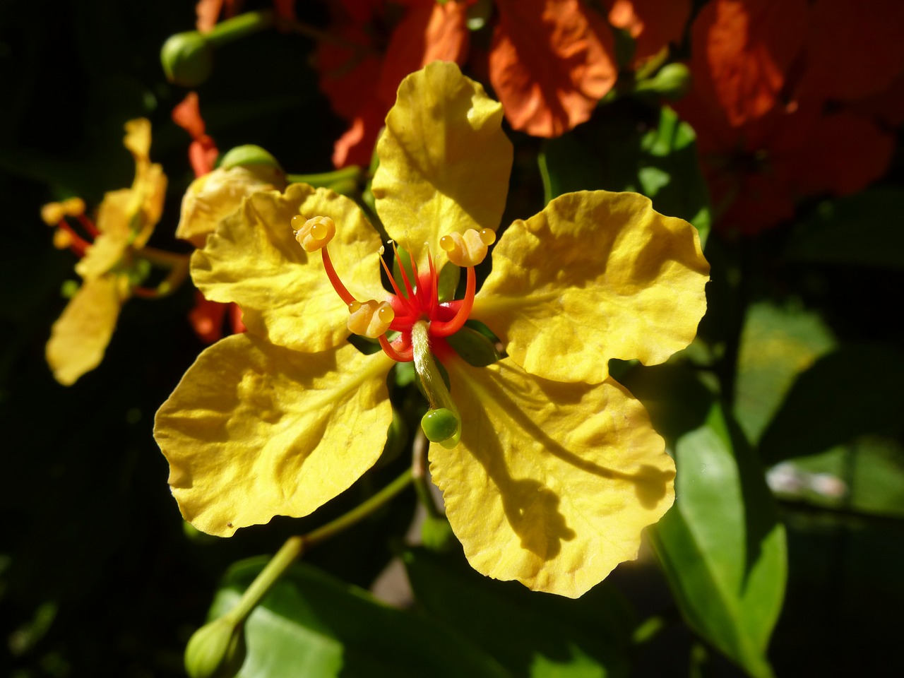 blossom bloom yellow free photo